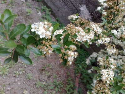 pianta.jpg (124.8 KiB) Osservato 644 volte pianta.jpg