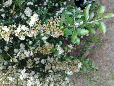 pianta1.jpg (139.63 KiB) Osservato 644 volte pianta1.jpg