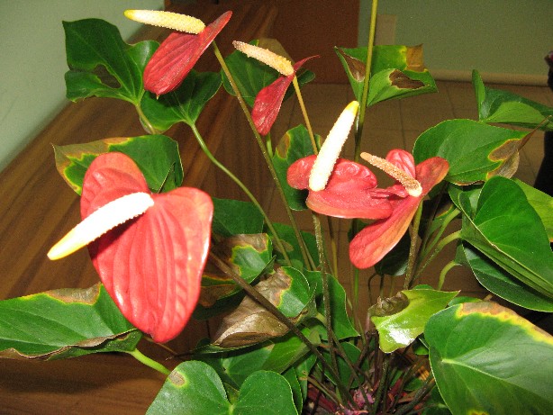 RIDIM Anthurium 018.jpg RIDIM Anthurium 018.jpg
