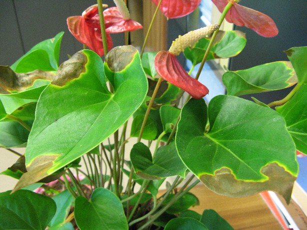 RIDIM Anthurium 020.jpg RIDIM Anthurium 020.jpg