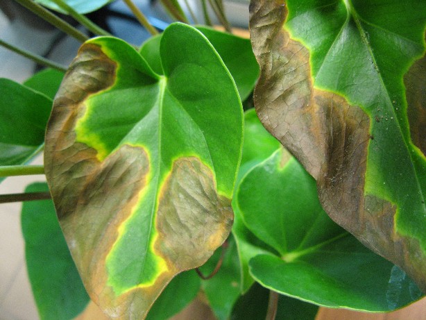 RIDIM Anthurium 019.jpg RIDIM Anthurium 019.jpg