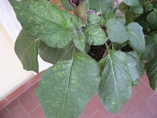 RIDIM DATURA 005.jpg RIDIM DATURA 005.jpg