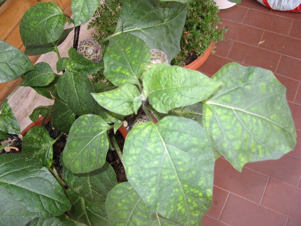 RIDIM Datura 008.jpg RIDIM Datura 008.jpg