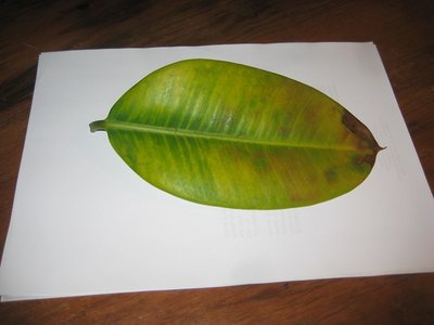 IMG_5625piccola.JPG (104.23 KiB) Osservato 678 volte IMG_5625piccola.JPG