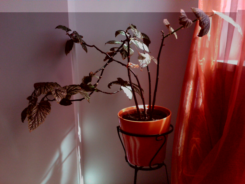 IMG00004-20090803-1128.jpg IMG00004-20090803-1128.jpg