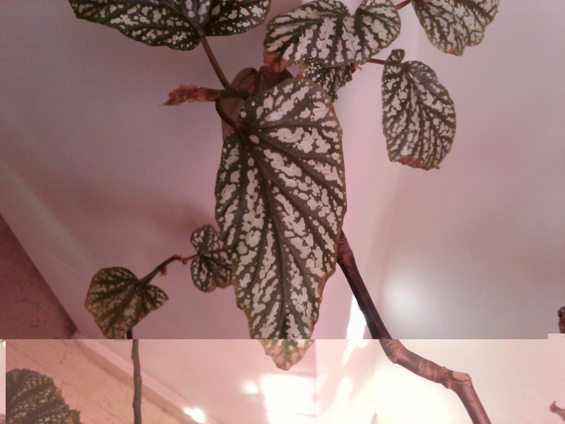 IMG00005-20090803-1129.jpg IMG00005-20090803-1129.jpg