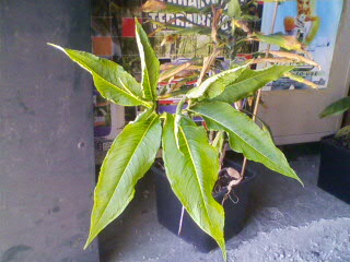 IMG187-01.jpg IMG187-01.jpg