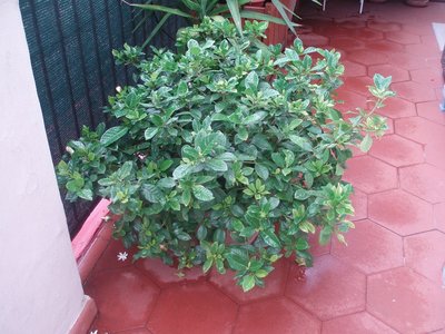 P7054247.JPG (241.96 KiB) Osservato 992 volte P7054247.JPG