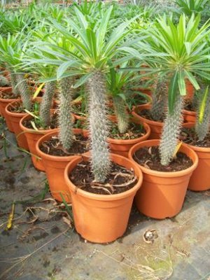 ignota.jpg (44.12 KiB) Osservato 662 volte ignota.jpg