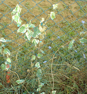 edera 3 .jpg (373.89 KiB) Osservato 7422 volte edera 3 .jpg