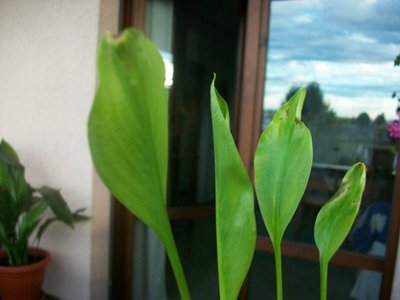 100_4288.JPG (150.74 KiB) Osservato 587 volte 100_4288.JPG