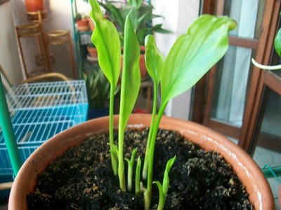 100_4290.JPG (220.79 KiB) Osservato 587 volte 100_4290.JPG