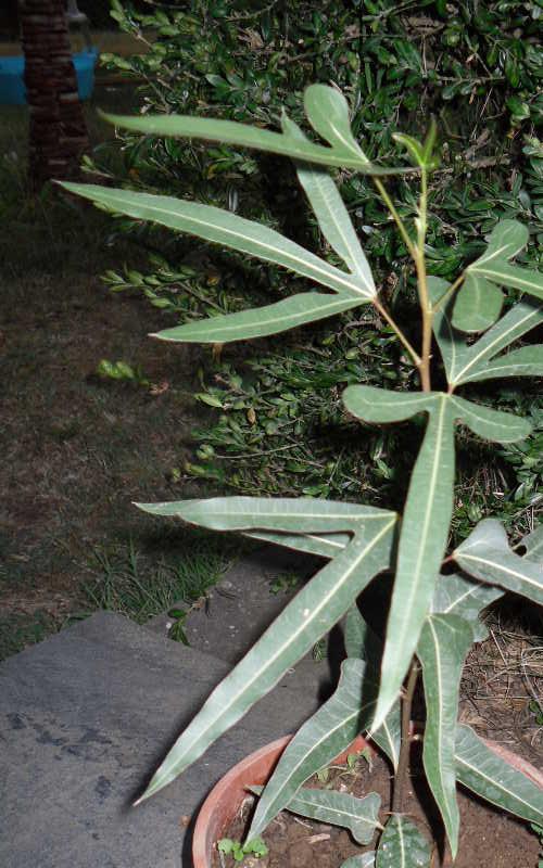 pianta con foglie palmate a tre punte / SDC10039.JPG SDC10039.JPG