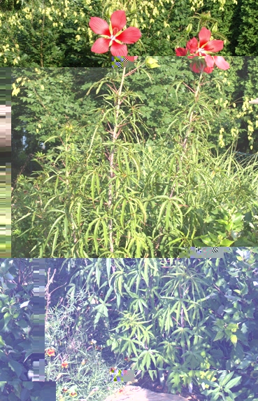 HibiscusCoccineus080816a.jpg HibiscusCoccineus080816a.jpg