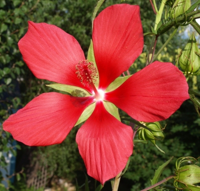 HibiscusCoccineus080816b.jpg HibiscusCoccineus080816b.jpg