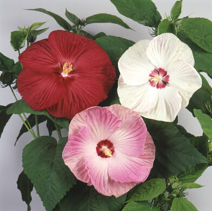 palustris.jpg palustris.jpg