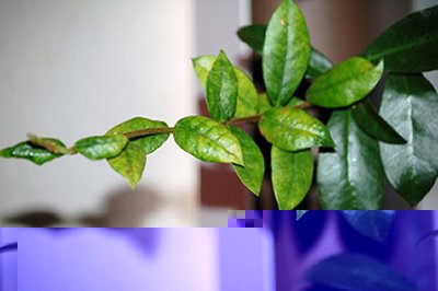 rincospermo.jpg (46.73 KiB) Osservato 1780 volte rincospermo.jpg