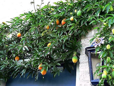 passiflora-3.jpg (68.51 KiB) Osservato 636 volte passiflora-3.jpg