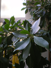 IMGP3712.JPG IMGP3712.JPG