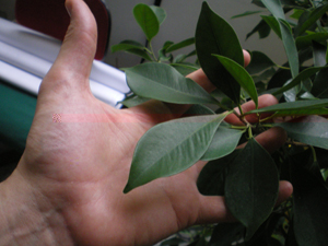 vista delle foglie in proporzione alla mano. / IMGP3719.JPG IMGP3719.JPG