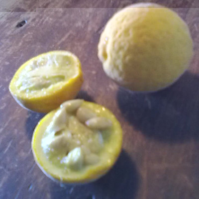 Frutto a inizio ottobre / 30092011786.jpg 30092011786.jpg