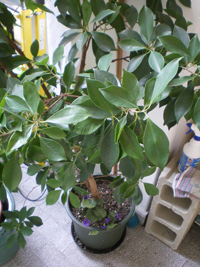 IMGP3722.JPG IMGP3722.JPG