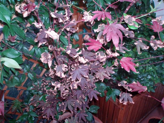 acero_giapponese.JPG acero_giapponese.JPG