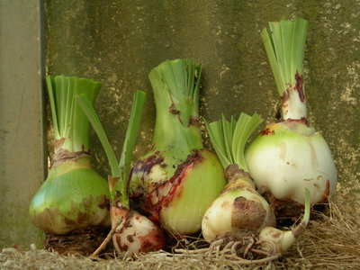 gimp naturamorta403.JPG (126.23 KiB) Osservato 1032 volte gimp naturamorta403.JPG