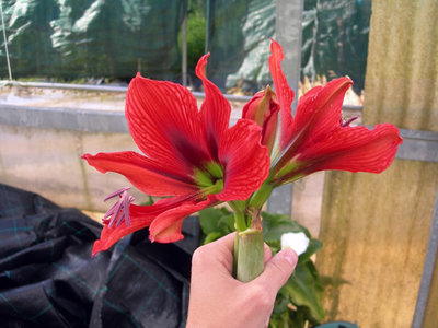 gimp mano397.JPG (102.74 KiB) Osservato 1032 volte gimp mano397.JPG