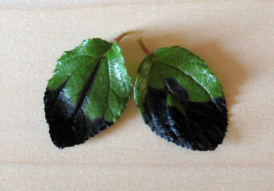 foglie ceanothus.jpg foglie ceanothus.jpg