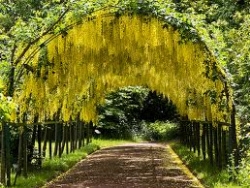 Maggiociondolo-alpino_N2.jpg Maggiociondolo-alpino_N2.jpg