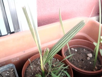 Foto0165 (512 x 384).jpg (46.01 KiB) Osservato 715 volte Foto0165 (512 x 384).jpg