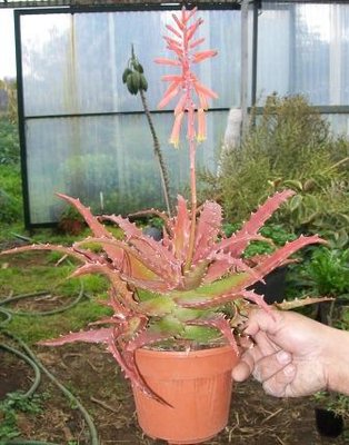 101_2160 compressa.JPG (39.03 KiB) Osservato 665 volte 101_2160 compressa.JPG