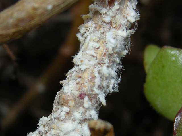 DSCN6341.JPG DSCN6341.JPG