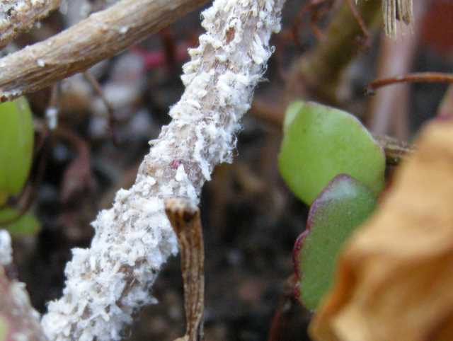 DSCN6334.JPG DSCN6334.JPG