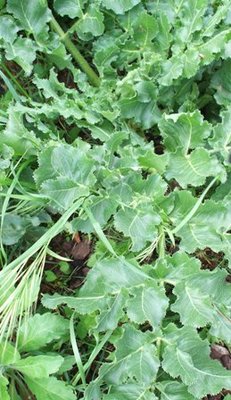 erba.jpg (48.79 KiB) Osservato 584 volte erba.jpg