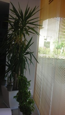 Panoramica completa della pianta. In alto si vede bene la parte secca / DSCN0010.jpg DSCN0010.jpg