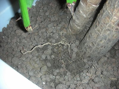 immagine del terreno in cui sono evidenti le radici. / DSCN0014.jpg DSCN0014.jpg