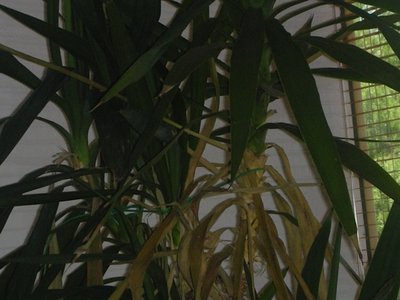 parte secca in primo piano / DSCN0012.jpg DSCN0012.jpg