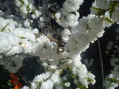 DSC00118jjjb.jpg (319.91 KiB) Osservato 602 volte DSC00118jjjb.jpg