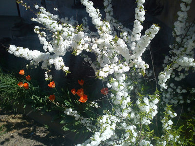 DSC00117gg.jpg (384.61 KiB) Osservato 601 volte DSC00117gg.jpg