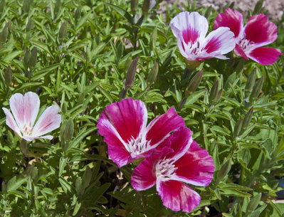 piccolo sconosciuto....jpg (143.3 KiB) Osservato 589 volte piccolo sconosciuto....jpg