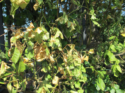 IMG_0412 web.jpg (210 KiB) Osservato 647 volte IMG_0412 web.jpg