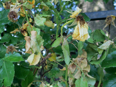 IMG_0414 web.jpg (149.09 KiB) Osservato 570 volte IMG_0414 web.jpg