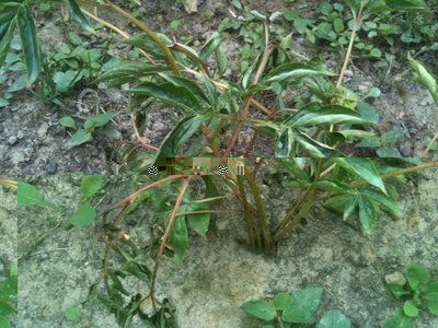 la piccolina / peonia_pat_piccola.JPG peonia_pat_piccola.JPG