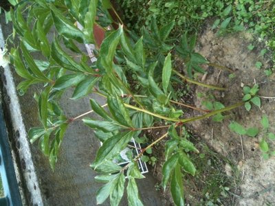 peonia_grande.JPG (187.76 KiB) Osservato 648 volte peonia_grande.JPG