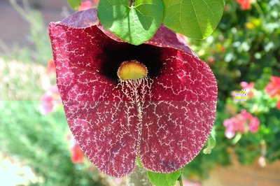 aristolochia2.JPG (124.55 KiB) Osservato 827 volte aristolochia2.JPG