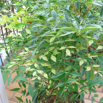 P1060145.jpg (159.26 KiB) Osservato 1880 volte P1060145.jpg