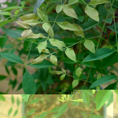 P1060146.jpg (79.11 KiB) Osservato 1880 volte P1060146.jpg