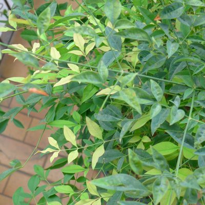 P1060147.jpg (118.65 KiB) Osservato 1970 volte P1060147.jpg